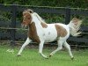 broodmare Lucky Four Spotz Twice as Shiney (American Miniature Horse, 2006, from Lucky Four After Dark Spotacular)