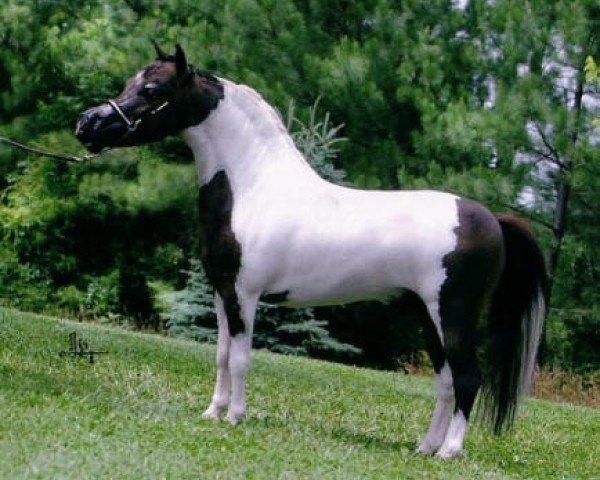 horse Lucky Four After Dark Spotacular (American Miniature Horse,  , from Matins Boozers after Dark)