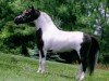 Pferd Lucky Four After Dark Spotacular (American Miniature Horse,  , von Matins Boozers after Dark)