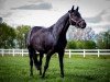 dressage horse Elise 31 (Hanoverian, 2010, from Embassy III)