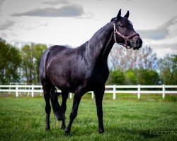 dressage horse Elise 31 (Hanoverian, 2010, from Embassy III)