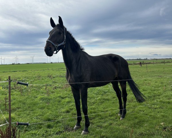 jumper Donna Pezi STW (Westphalian, 2019, from Diamant de Semilly)