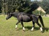 dressage horse Minzliebe (Trakehner, 2013, from Imhotep)