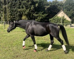 dressage horse Minzliebe (Trakehner, 2013, from Imhotep)