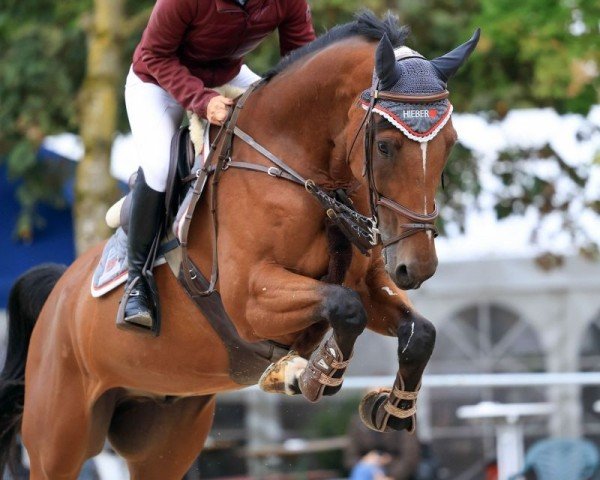 jumper Cooper 224 (German Sport Horse, 2013, from Collins 21)