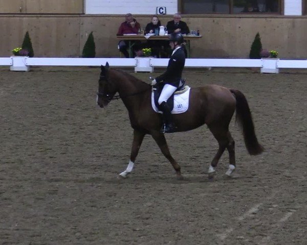Reitturnier Hövelhof 2024