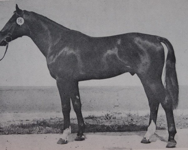 stallion Dreister 3431 (Noble Warmblood, 1980, from Disponent 3310)