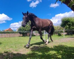 broodmare Donnalittchen 14 (Hanoverian, 2014, from Deveraux 3)