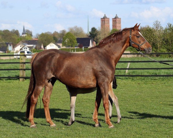 broodmare Lady of Dance P (Westphalian, 2005, from Lord Loxley I)