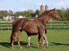 broodmare Lady of Dance P (Westphalian, 2005, from Lord Loxley I)