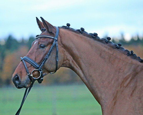 dressage horse All-inclusive (Rhinelander, 2010, from Ampère)