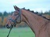 dressage horse All-inclusive (Rhinelander, 2010, from Ampère)