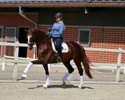 dressage horse Beaufort (Rhinelander, 2012, from Bretton Woods)