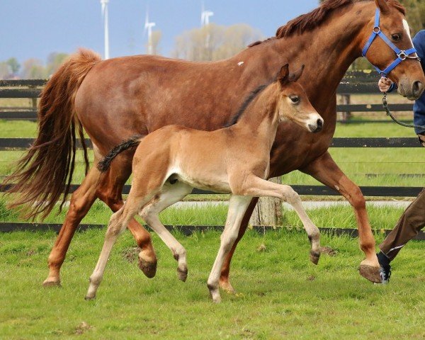 dressage horse Milione 2 (Westphalian, 2016, from E.H. Millennium)