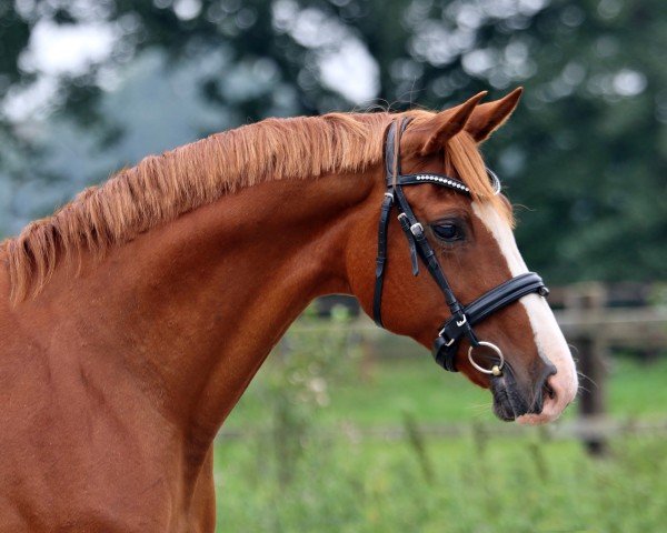 Zuchtstute Lady of Dance II P (Rheinländer, 2006, von Lord Loxley I)