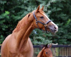 broodmare Ella Uada P (Oldenburg, 2013, from Enzo Ferrari)