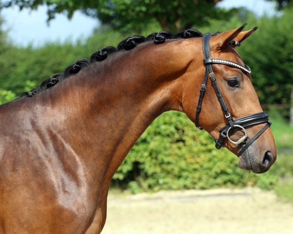 dressage horse Hengst von Glamourdale / Enzo Ferrari (Westphalian, 2019, from Glamourdale)