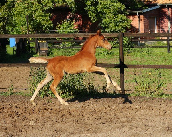 broodmare Baronesse of Dance P (Rhinelander, 2015, from Bernay)