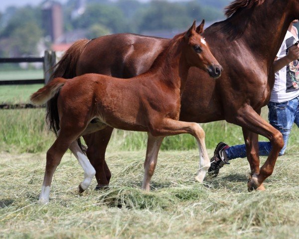 dressage horse D... (Westphalian, 2018, from Don Martillo)