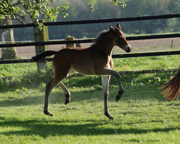 broodmare Matiné of Dance P (Westphalian, 2017, from E.H. Millennium)