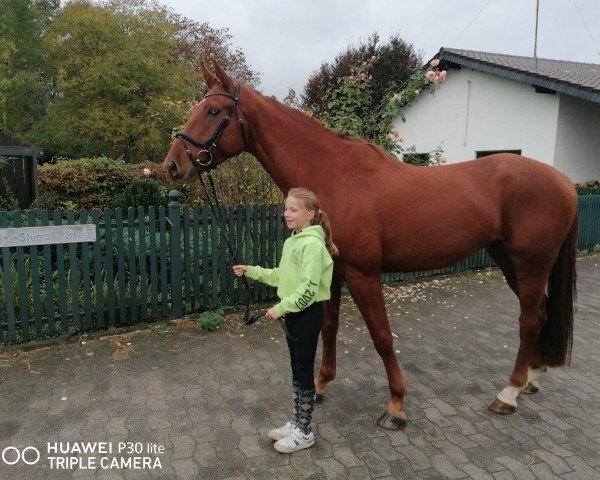 dressage horse Don Cajano (German Warmblood,  , from Don Royal)