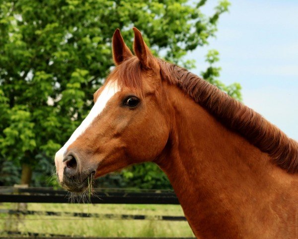 Zuchtstute Charisma P (Rheinländer, 1998, von Champus)