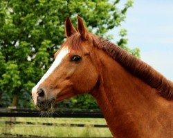 broodmare Charisma P (Rhinelander, 1998, from Champus)