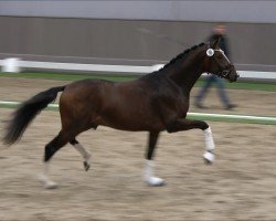 dressage horse Hengst von Debutant PS / Diatano (Westphalian, 2022, from Debutant PS)