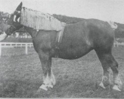 Pferd Dalila (Brabanter/Belgisches Kaltblut, 1919, von Nemrod d'Ossogne)