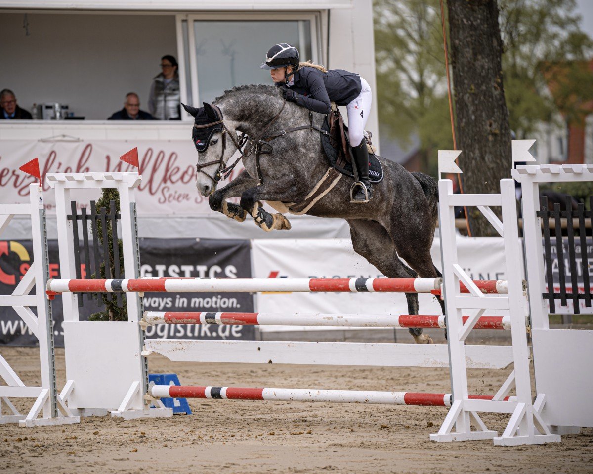 jumper Baumann's Amelia (Westphalian, 2018, from A La Carte NRW)