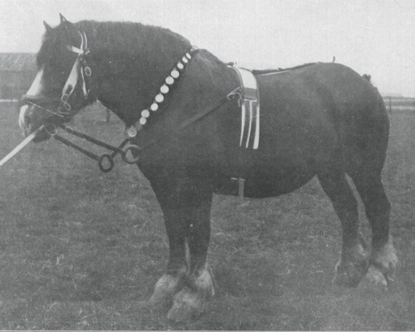 broodmare Glorieuse (Brabant/Belgian draft horse,  , from Suivant de Mordicus)