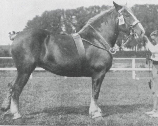 horse Bertha d'Artist (Brabant/Belgian draft horse, 1920, from Artist de Laboureur)