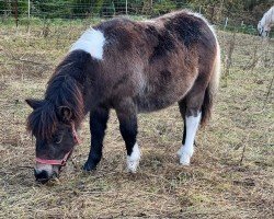 Fohlen von Janikos El Katharina (Dt.Part-bred Shetland Pony, 2024, von Esteban van de Zandkamp)