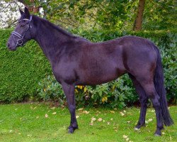 broodmare Dilaila 3 (German Riding Pony, 2005, from De Angelo B)