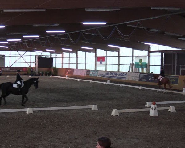 Reitturnier Pausin 2024