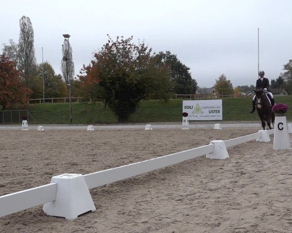 Reitturnier Uster 2024