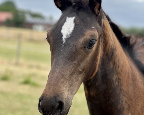 dressage horse Stute von Goldberg / Follow Me (Oldenburg, 2022, from Goldberg)