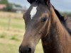 dressage horse Stute von Goldberg / Follow Me (Oldenburg, 2022, from Goldberg)