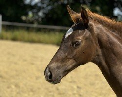 foal by Bon Encanto NOW (Oldenburg, 2024, from Bon Esprit)