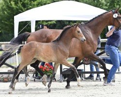 dressage horse Leilani NOW (Oldenburg, 2024, from Don Olympic)