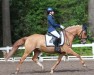 dressage horse De la Rose 8 (German Riding Pony, 2016, from Dating AT NRW)