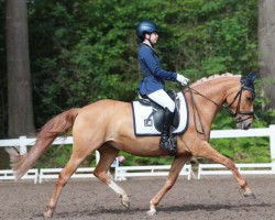 dressage horse De la Rose 8 (German Riding Pony, 2016, from Dating At NRW)