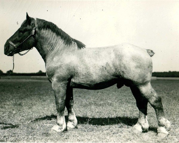 stallion Born von Holtumerhof 1024 (Rhenish-German Cold-Blood, 1930, from Lotos RS Ldb Wi)