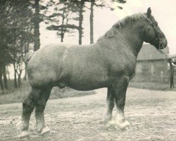 Deckhengst Lotosdorn (Rheinisch-Deutsches Kaltblut, 1929, von Lotos RS Ldb Wi)