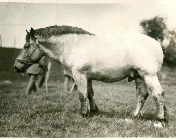 Deckhengst Xenotius 960 (Rheinisch-Deutsches Kaltblut, 1929, von Lotos RS Ldb Wi)