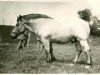 stallion Xenotius 960 (Rhenish-German Cold-Blood, 1929, from Lotos RS Ldb Wi)