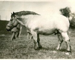 stallion Xenotius 960 (Rhenish-German Cold-Blood, 1929, from Lotos RS Ldb Wi)