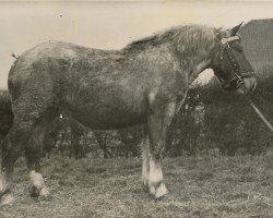 Zuchtstute Zahl von Neulohoff 21869 (Rheinisch-Deutsches Kaltblut, 1930, von Lotos RS Ldb Wi)