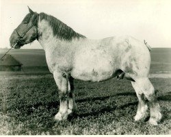 Deckhengst Uranos II von Neulohoff RS 1094 (Rheinisch-Deutsches Kaltblut, 1933, von Lotos RS Ldb Wi)