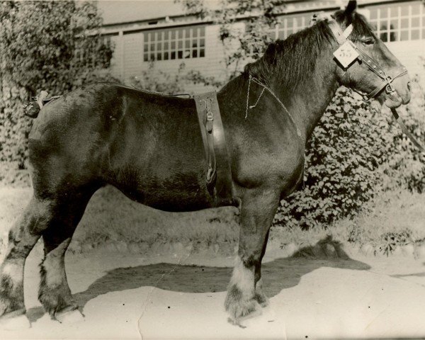 broodmare Zakuska von Neulohoff 21868 (Rhenish-German Cold-Blood, 1930, from Ursus von Neulohoff ldb OS)